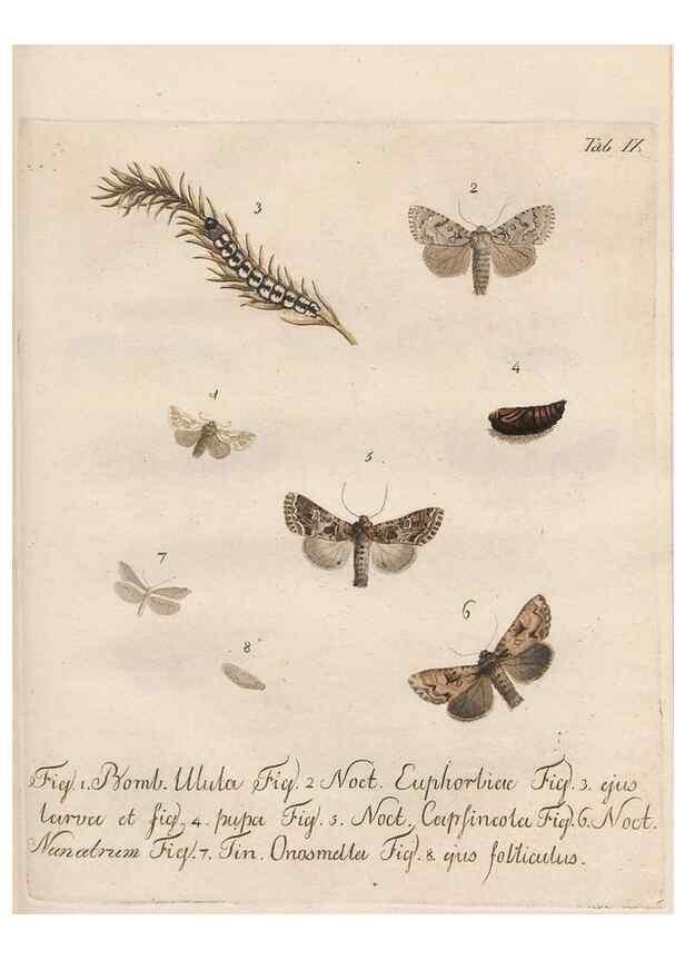 Reproducción/Reproduction 32988429398: Beiträge zu der Insekten-Geschichte /. Frankfurt am Main :Bei Varrentrapp und Wenner,1790-93.. 
