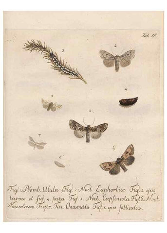 Reproducción/Reproduction 32988429398: Beiträge zu der Insekten-Geschichte /. Frankfurt am Main :Bei Varrentrapp und Wenner,1790-93.. 