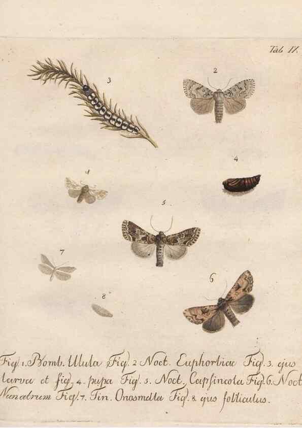 Reproducción/Reproduction 32988429398: Beiträge zu der Insekten-Geschichte /. Frankfurt am Main :Bei Varrentrapp und Wenner,1790-93.. 