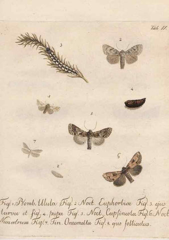 Reproducción/Reproduction 32988429398: Beiträge zu der Insekten-Geschichte /. Frankfurt am Main :Bei Varrentrapp und Wenner,1790-93.. 