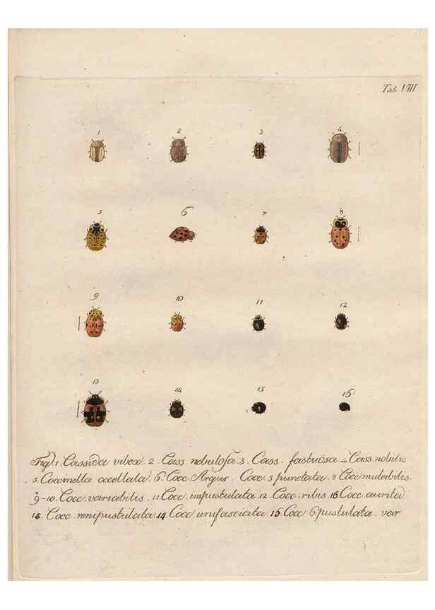 Reproducción/Reproduction 45949284795: Beiträge zu der Insekten-Geschichte /. Frankfurt am Main :Bei Varrentrapp und Wenner,1790-93.. 