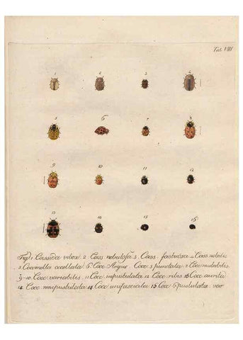 Reproducción/Reproduction 45949284795: Beiträge zu der Insekten-Geschichte /. Frankfurt am Main :Bei Varrentrapp und Wenner,1790-93.. 