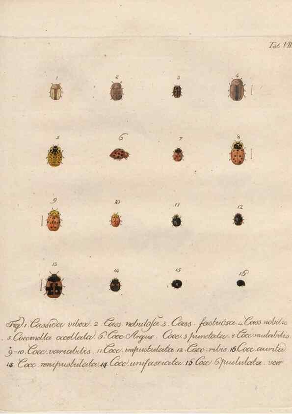 Reproducción/Reproduction 45949284795: Beiträge zu der Insekten-Geschichte /. Frankfurt am Main :Bei Varrentrapp und Wenner,1790-93.. 