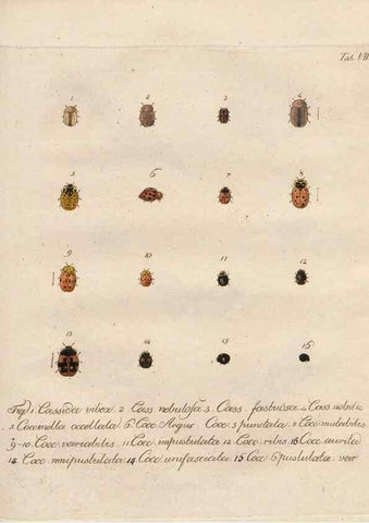 Reproducción/Reproduction 45949284795: Beiträge zu der Insekten-Geschichte /. Frankfurt am Main :Bei Varrentrapp und Wenner,1790-93.. 