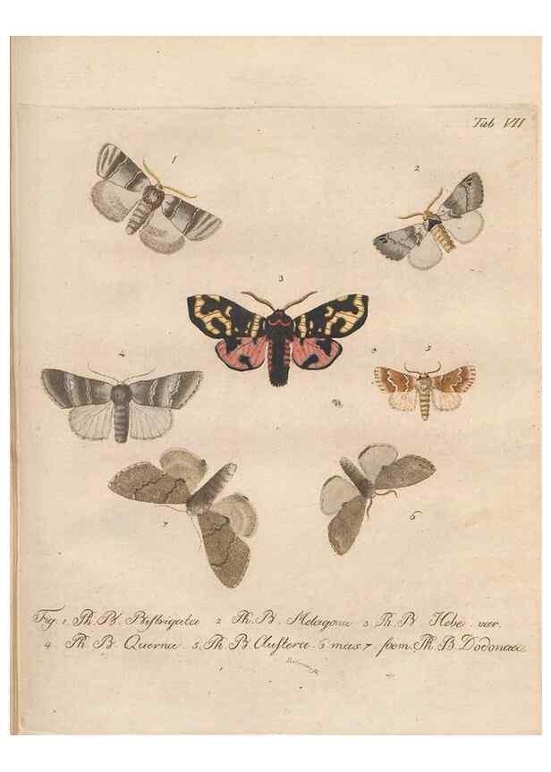 Reproducción/Reproduction 39899056903: Beiträge zu der Insekten-Geschichte /. Frankfurt am Main :Bei Varrentrapp und Wenner,1790-93.. 