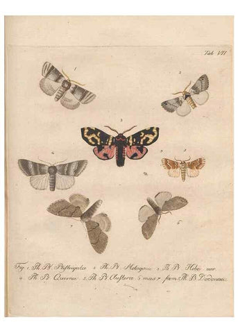 Reproducción/Reproduction 39899056903: Beiträge zu der Insekten-Geschichte /. Frankfurt am Main :Bei Varrentrapp und Wenner,1790-93.. 