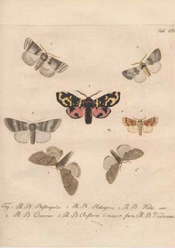 Reproducción/Reproduction 39899056903: Beiträge zu der Insekten-Geschichte /. Frankfurt am Main :Bei Varrentrapp und Wenner,1790-93.. 