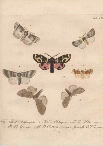 Reproducción/Reproduction 39899056903: Beiträge zu der Insekten-Geschichte /. Frankfurt am Main :Bei Varrentrapp und Wenner,1790-93.. 