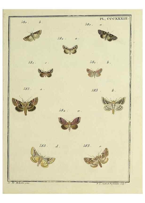 Reproducción/Reproduction 46811474392: Papillons d'Europe, peints d'après nature /. A Paris :Chez P.M. Delaguette, imprimeur-libraire ... ;1779-1792 [i.e. 1793]. 