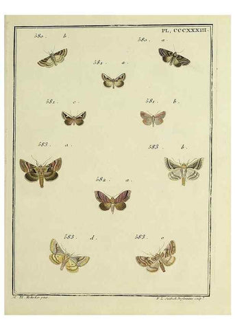 Reproducción/Reproduction 46811474392: Papillons d'Europe, peints d'après nature /. A Paris :Chez P.M. Delaguette, imprimeur-libraire ... ;1779-1792 [i.e. 1793]. 