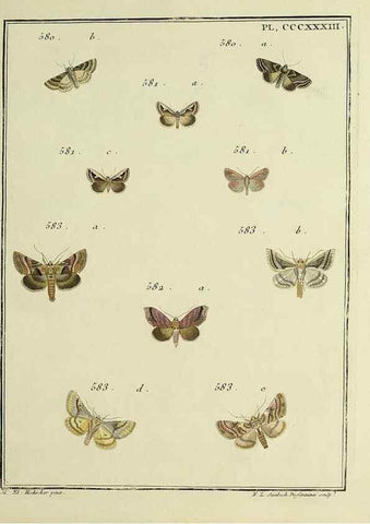 Reproducción/Reproduction 46811474392: Papillons d'Europe, peints d'après nature /. A Paris :Chez P.M. Delaguette, imprimeur-libraire ... ;1779-1792 [i.e. 1793]. 