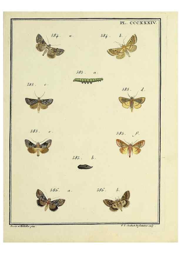 Reproducción/Reproduction 46138599034: Papillons d'Europe, peints d'après nature /. A Paris :Chez P.M. Delaguette, imprimeur-libraire ... ;1779-1792 [i.e. 1793]. 