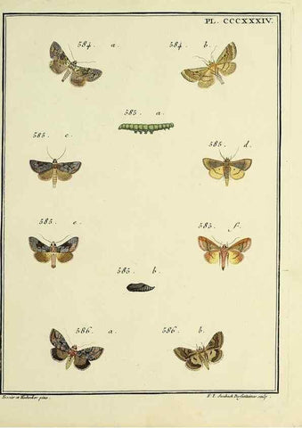 Reproducción/Reproduction 46138599034: Papillons d'Europe, peints d'après nature /. A Paris :Chez P.M. Delaguette, imprimeur-libraire ... ;1779-1792 [i.e. 1793]. 