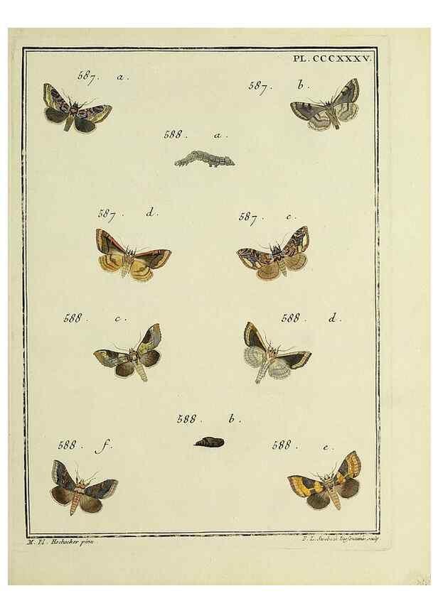 Reproducción/Reproduction 39898882013: Papillons d'Europe, peints d'après nature /. A Paris :Chez P.M. Delaguette, imprimeur-libraire ... ;1779-1792 [i.e. 1793]. 