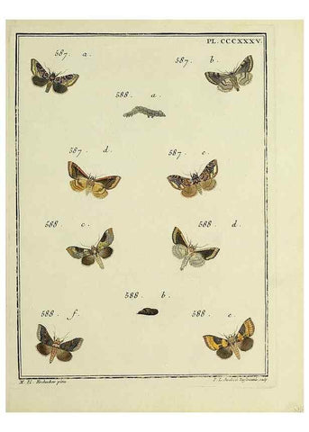 Reproducción/Reproduction 39898882013: Papillons d'Europe, peints d'après nature /. A Paris :Chez P.M. Delaguette, imprimeur-libraire ... ;1779-1792 [i.e. 1793]. 