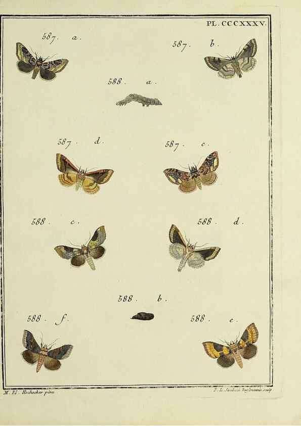 Reproducción/Reproduction 39898882013: Papillons d'Europe, peints d'après nature /. A Paris :Chez P.M. Delaguette, imprimeur-libraire ... ;1779-1792 [i.e. 1793]. 