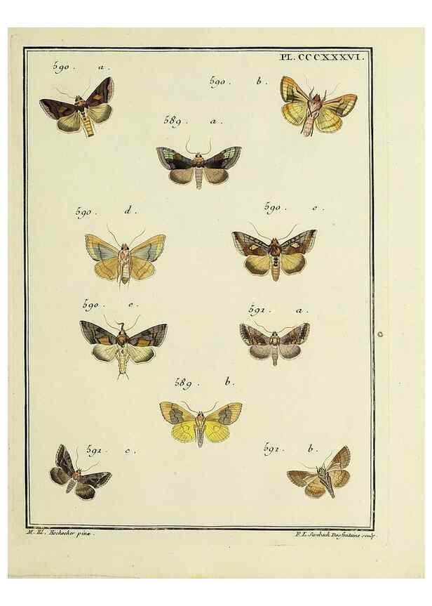 Reproducción/Reproduction 39898883403: Papillons d'Europe, peints d'après nature /. A Paris :Chez P.M. Delaguette, imprimeur-libraire ... ;1779-1792 [i.e. 1793]. 