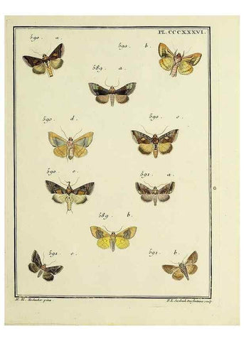 Reproducción/Reproduction 39898883403: Papillons d'Europe, peints d'après nature /. A Paris :Chez P.M. Delaguette, imprimeur-libraire ... ;1779-1792 [i.e. 1793]. 