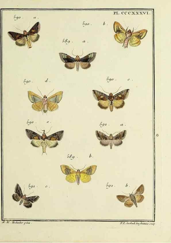 Reproducción/Reproduction 39898883403: Papillons d'Europe, peints d'après nature /. A Paris :Chez P.M. Delaguette, imprimeur-libraire ... ;1779-1792 [i.e. 1793]. 
