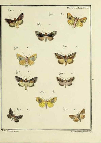 Reproducción/Reproduction 39898883403: Papillons d'Europe, peints d'après nature /. A Paris :Chez P.M. Delaguette, imprimeur-libraire ... ;1779-1792 [i.e. 1793]. 