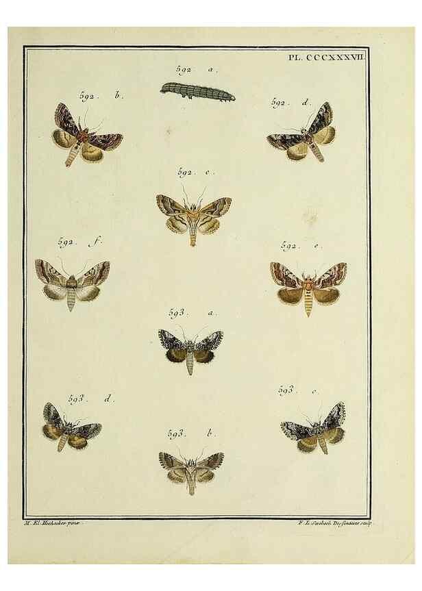 Reproducción/Reproduction 45949083425: Papillons d'Europe, peints d'après nature /. A Paris :Chez P.M. Delaguette, imprimeur-libraire ... ;1779-1792 [i.e. 1793]. 