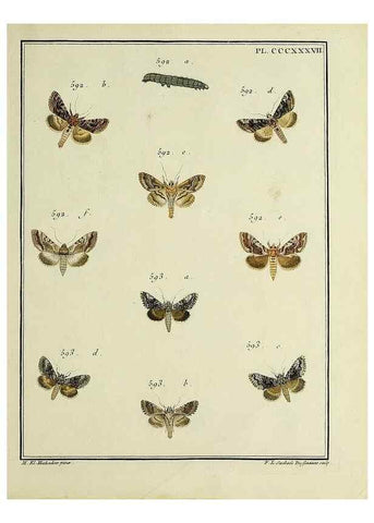 Reproducción/Reproduction 45949083425: Papillons d'Europe, peints d'après nature /. A Paris :Chez P.M. Delaguette, imprimeur-libraire ... ;1779-1792 [i.e. 1793]. 