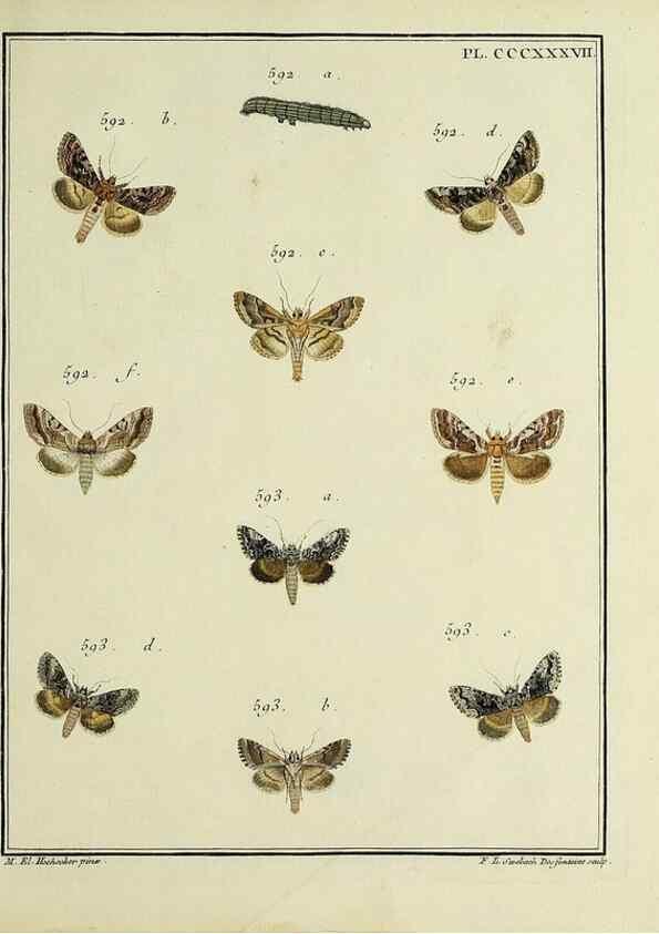 Reproducción/Reproduction 45949083425: Papillons d'Europe, peints d'après nature /. A Paris :Chez P.M. Delaguette, imprimeur-libraire ... ;1779-1792 [i.e. 1793]. 