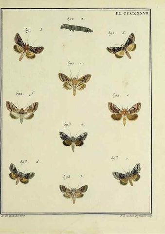 Reproducción/Reproduction 45949083425: Papillons d'Europe, peints d'après nature /. A Paris :Chez P.M. Delaguette, imprimeur-libraire ... ;1779-1792 [i.e. 1793]. 
