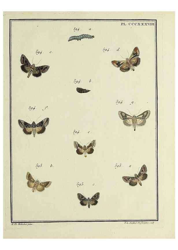 Reproducción/Reproduction 31922196407: Papillons d'Europe, peints d'après nature /. A Paris :Chez P.M. Delaguette, imprimeur-libraire ... ;1779-1792 [i.e. 1793]. 