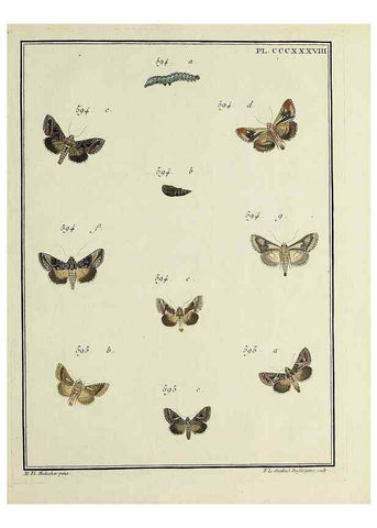 Reproducción/Reproduction 31922196407: Papillons d'Europe, peints d'après nature /. A Paris :Chez P.M. Delaguette, imprimeur-libraire ... ;1779-1792 [i.e. 1793]. 