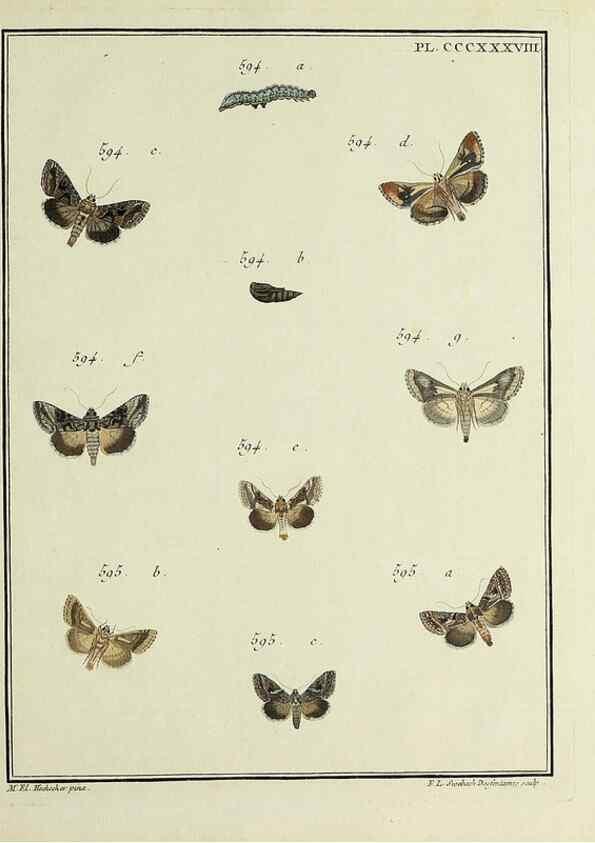 Reproducción/Reproduction 31922196407: Papillons d'Europe, peints d'après nature /. A Paris :Chez P.M. Delaguette, imprimeur-libraire ... ;1779-1792 [i.e. 1793]. 