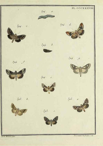 Reproducción/Reproduction 31922196407: Papillons d'Europe, peints d'après nature /. A Paris :Chez P.M. Delaguette, imprimeur-libraire ... ;1779-1792 [i.e. 1793]. 