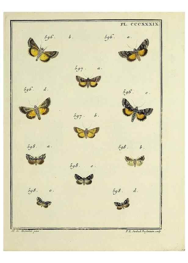 Reproducción/Reproduction 46811476772: Papillons d'Europe, peints d'après nature /. A Paris :Chez P.M. Delaguette, imprimeur-libraire ... ;1779-1792 [i.e. 1793]. 