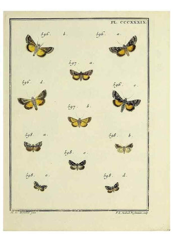 Reproducción/Reproduction 46811476772: Papillons d'Europe, peints d'après nature /. A Paris :Chez P.M. Delaguette, imprimeur-libraire ... ;1779-1792 [i.e. 1793]. 