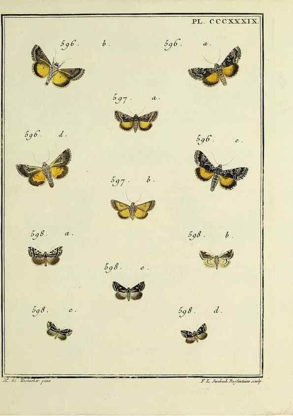 Reproducción/Reproduction 46811476772: Papillons d'Europe, peints d'après nature /. A Paris :Chez P.M. Delaguette, imprimeur-libraire ... ;1779-1792 [i.e. 1793]. 
