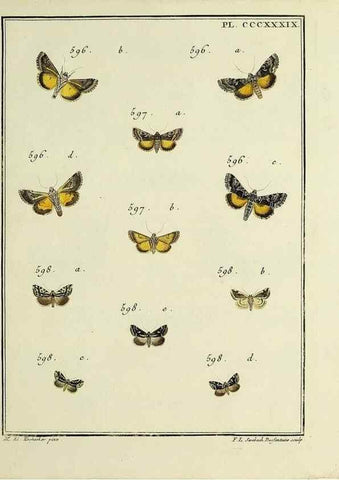 Reproducción/Reproduction 46811476772: Papillons d'Europe, peints d'après nature /. A Paris :Chez P.M. Delaguette, imprimeur-libraire ... ;1779-1792 [i.e. 1793]. 