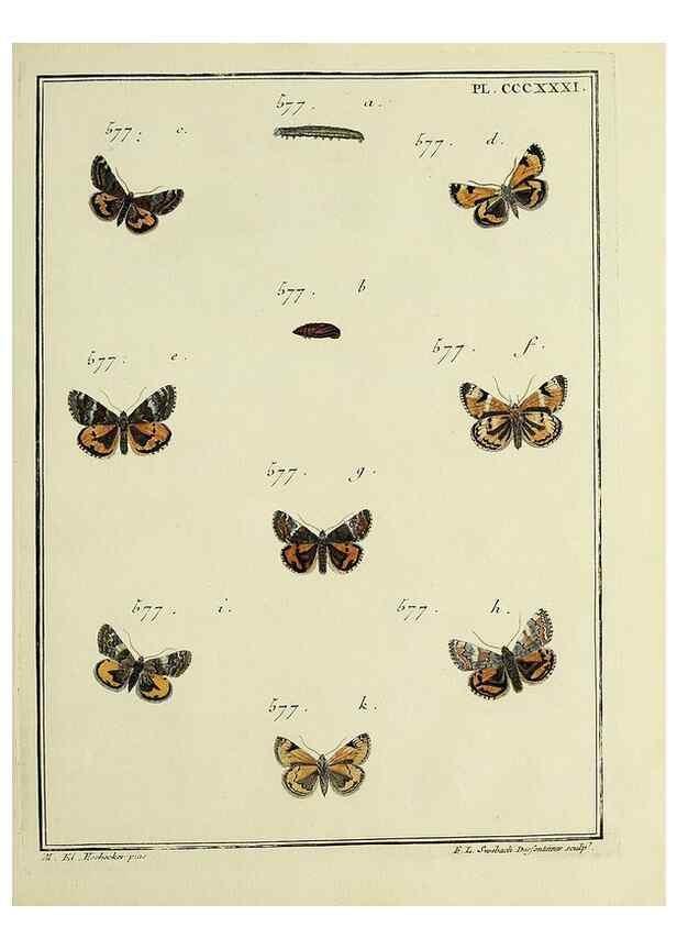 Reproducción/Reproduction 46138597524: Papillons d'Europe, peints d'après nature /. A Paris :Chez P.M. Delaguette, imprimeur-libraire ... ;1779-1792 [i.e. 1793]. 