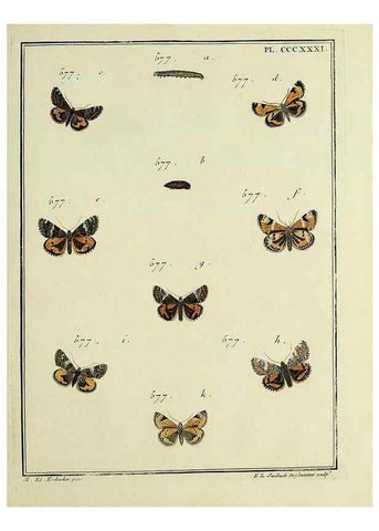 Reproducción/Reproduction 46138597524: Papillons d'Europe, peints d'après nature /. A Paris :Chez P.M. Delaguette, imprimeur-libraire ... ;1779-1792 [i.e. 1793]. 