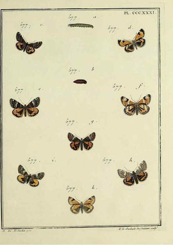 Reproducción/Reproduction 46138597524: Papillons d'Europe, peints d'après nature /. A Paris :Chez P.M. Delaguette, imprimeur-libraire ... ;1779-1792 [i.e. 1793]. 
