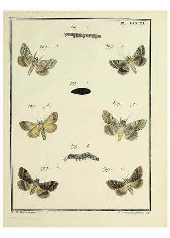 Reproducción/Reproduction 46863500781: Papillons d'Europe, peints d'après nature /. A Paris :Chez P.M. Delaguette, imprimeur-libraire ... ;1779-1792 [i.e. 1793]. 