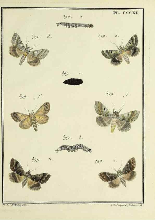 Reproducción/Reproduction 46863500781: Papillons d'Europe, peints d'après nature /. A Paris :Chez P.M. Delaguette, imprimeur-libraire ... ;1779-1792 [i.e. 1793]. 