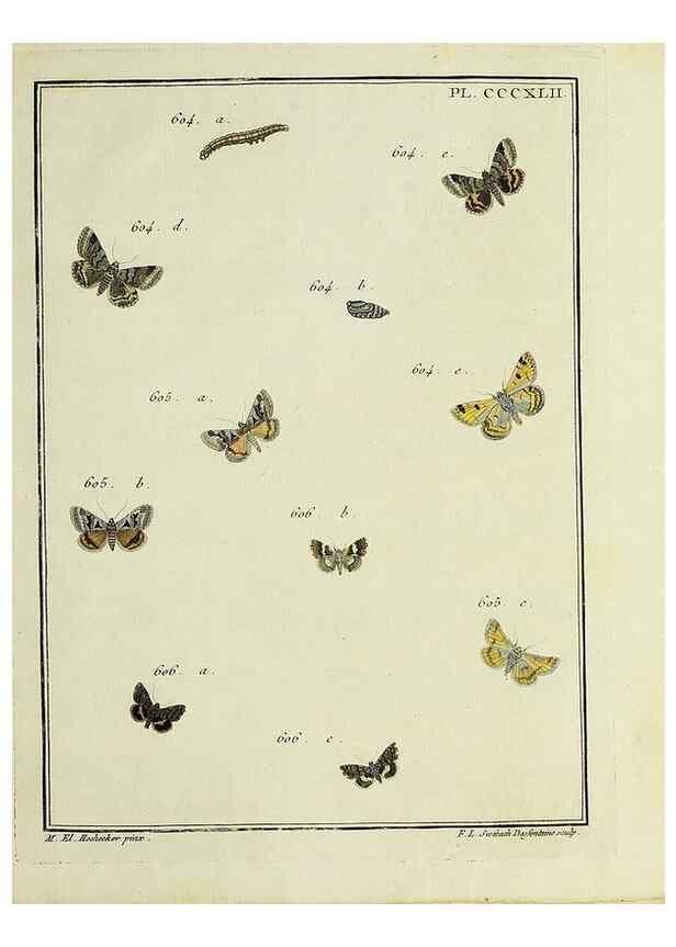Reproducción/Reproduction 32988240378: Papillons d'Europe, peints d'après nature /. A Paris :Chez P.M. Delaguette, imprimeur-libraire ... ;1779-1792 [i.e. 1793]. 