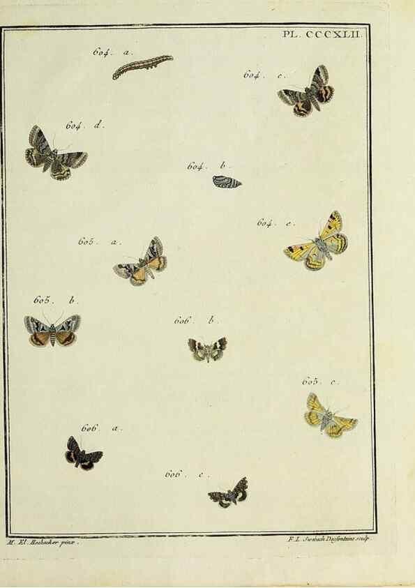 Reproducción/Reproduction 32988240378: Papillons d'Europe, peints d'après nature /. A Paris :Chez P.M. Delaguette, imprimeur-libraire ... ;1779-1792 [i.e. 1793]. 