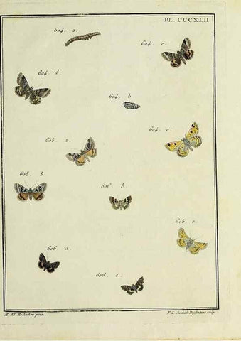 Reproducción/Reproduction 32988240378: Papillons d'Europe, peints d'après nature /. A Paris :Chez P.M. Delaguette, imprimeur-libraire ... ;1779-1792 [i.e. 1793]. 