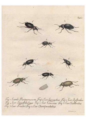 Reproducción/Reproduction 31922376597: Beiträge zu der Insekten-Geschichte /. Frankfurt am Main :Bei Varrentrapp und Wenner,1790-93.. 