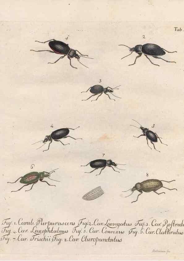 Reproducción/Reproduction 31922376597: Beiträge zu der Insekten-Geschichte /. Frankfurt am Main :Bei Varrentrapp und Wenner,1790-93.. 