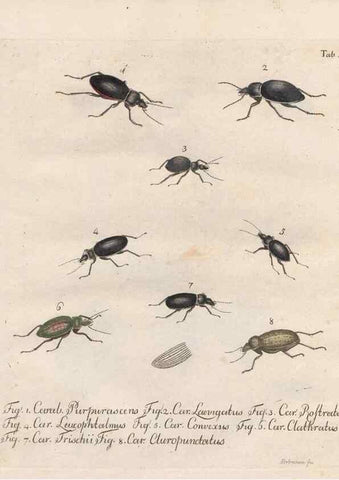 Reproducción/Reproduction 31922376597: Beiträge zu der Insekten-Geschichte /. Frankfurt am Main :Bei Varrentrapp und Wenner,1790-93.. 