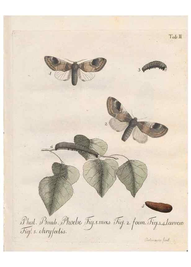 Reproducción/Reproduction 32988426438: Beiträge zu der Insekten-Geschichte /. Frankfurt am Main :Bei Varrentrapp und Wenner,1790-93.. 