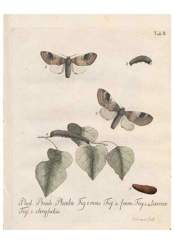 Reproducción/Reproduction 32988426438: Beiträge zu der Insekten-Geschichte /. Frankfurt am Main :Bei Varrentrapp und Wenner,1790-93.. 