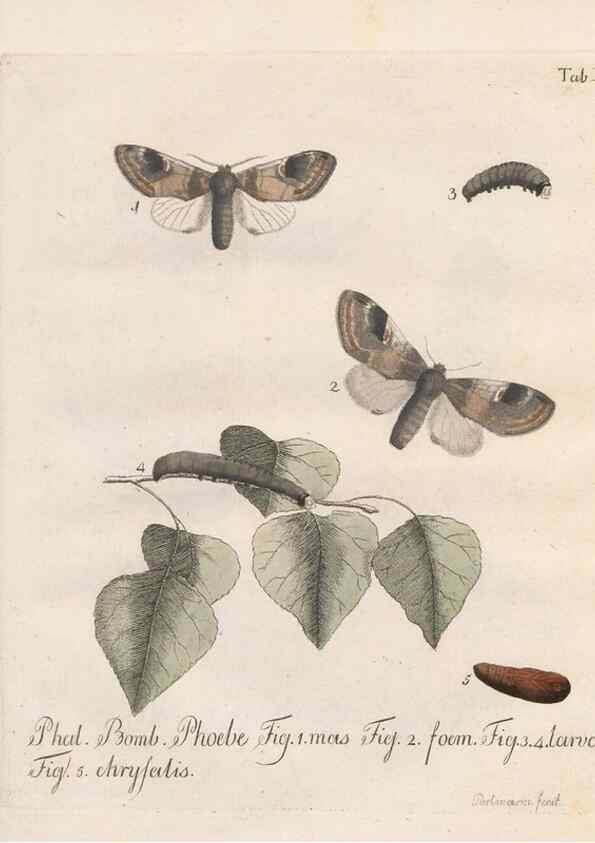 Reproducción/Reproduction 32988426438: Beiträge zu der Insekten-Geschichte /. Frankfurt am Main :Bei Varrentrapp und Wenner,1790-93.. 